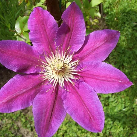 Vendégház Gaestehaus Burgi 3*