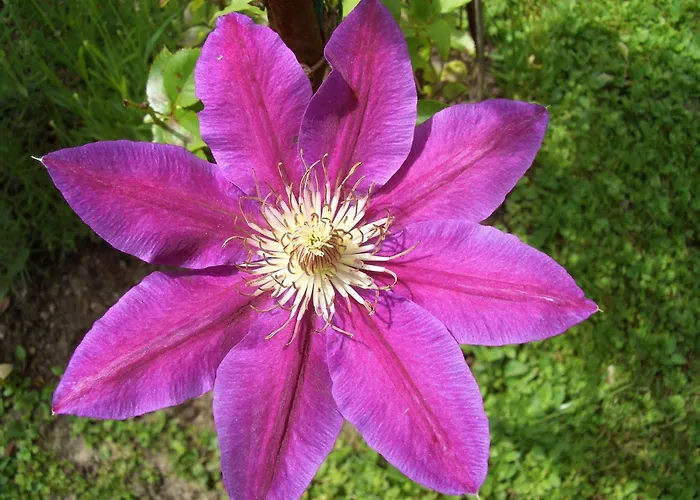 Гостьовий будинок Gaestehaus Burgi 3*